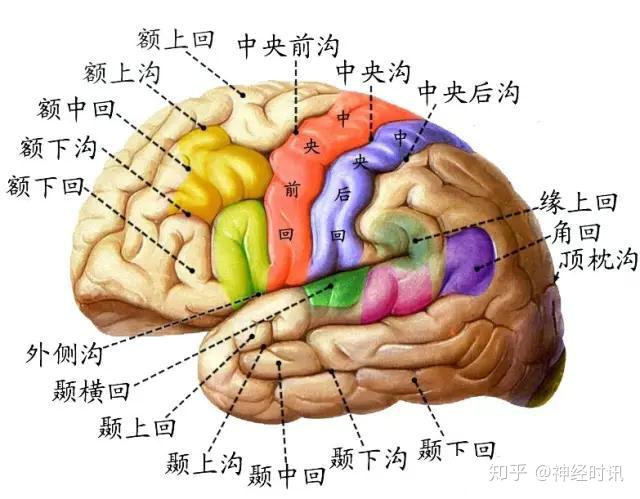 中枢神经系统全解-脑 - 知乎