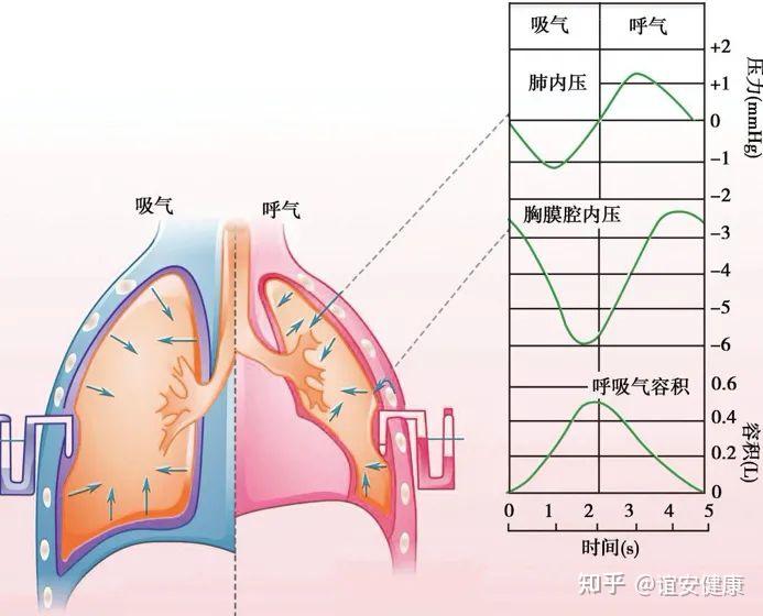 人体吸气时图片