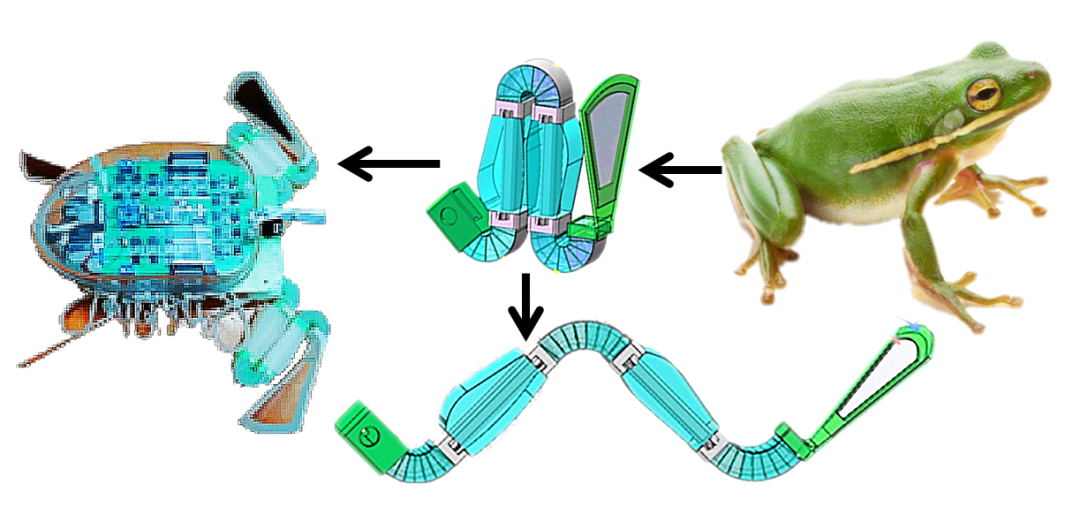 softrobotics哈工大最灵动的仿生机器蛙为游泳机器人设计提供新思路