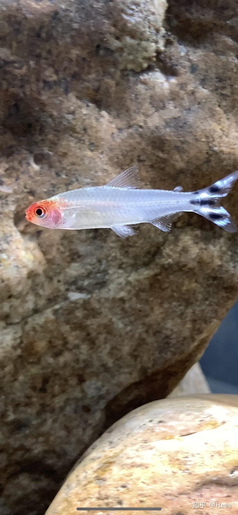 鱼鳍上长了白色寄生虫一样的东西?怎么办?