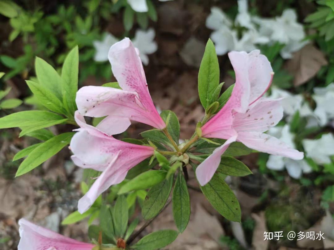 蜀国曾闻子规鸟宣城又见杜鹃花