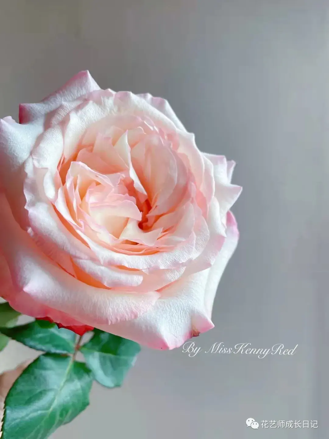 100朵玫瑰vol56肯尼亚乔伊斯玫瑰宇宙第一大花苞