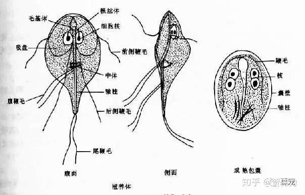 猫咪拉肚子的第n 1种可能.