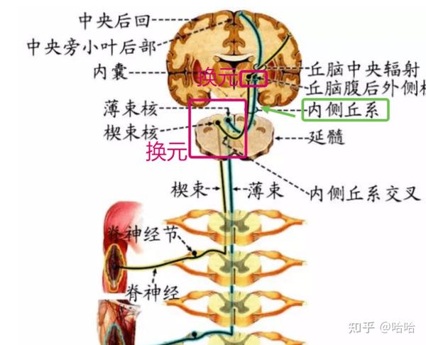 脊髓内侧丘系(DCML)和前外侧系统(AL) - 知乎