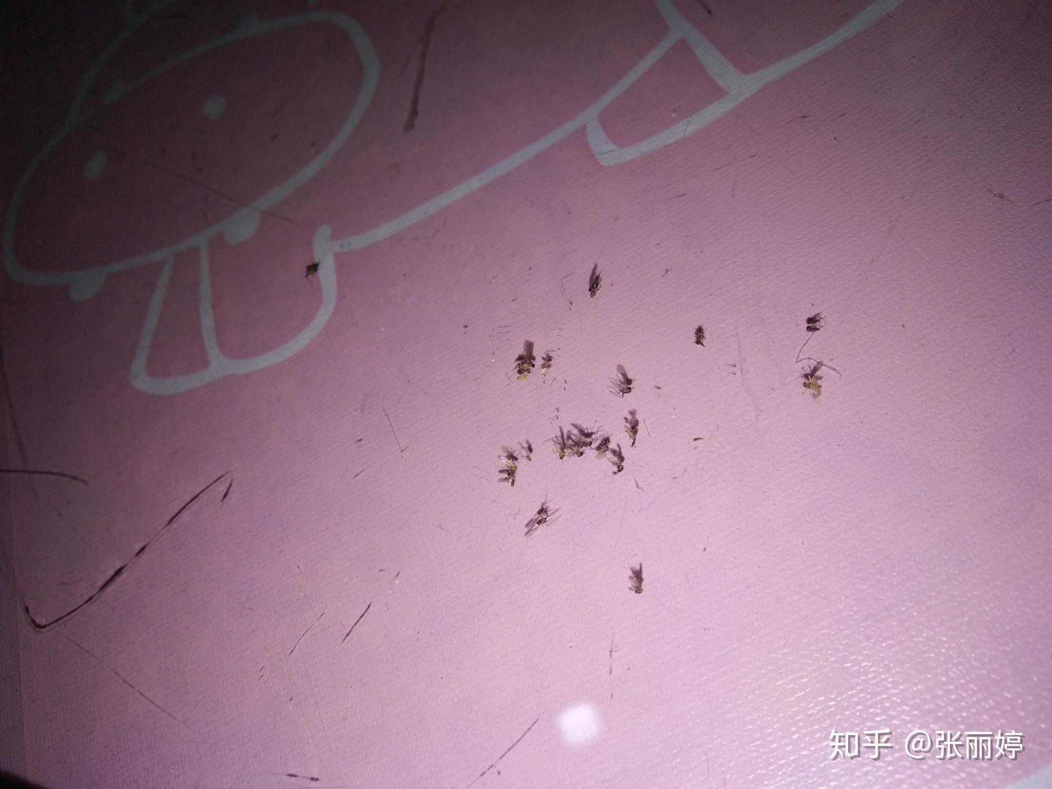 房间出现很多死虫子? - 知乎