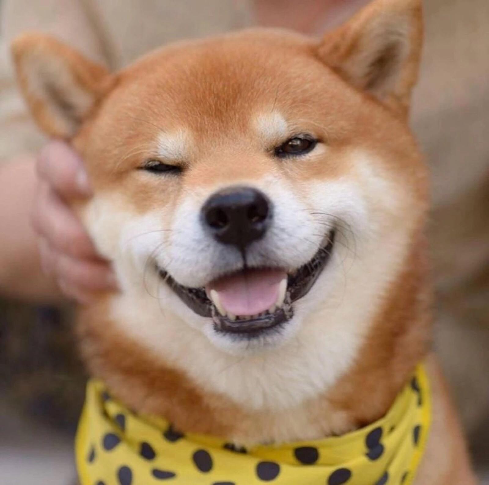 就是想养一只柴犬买没有血统的柴犬行不行