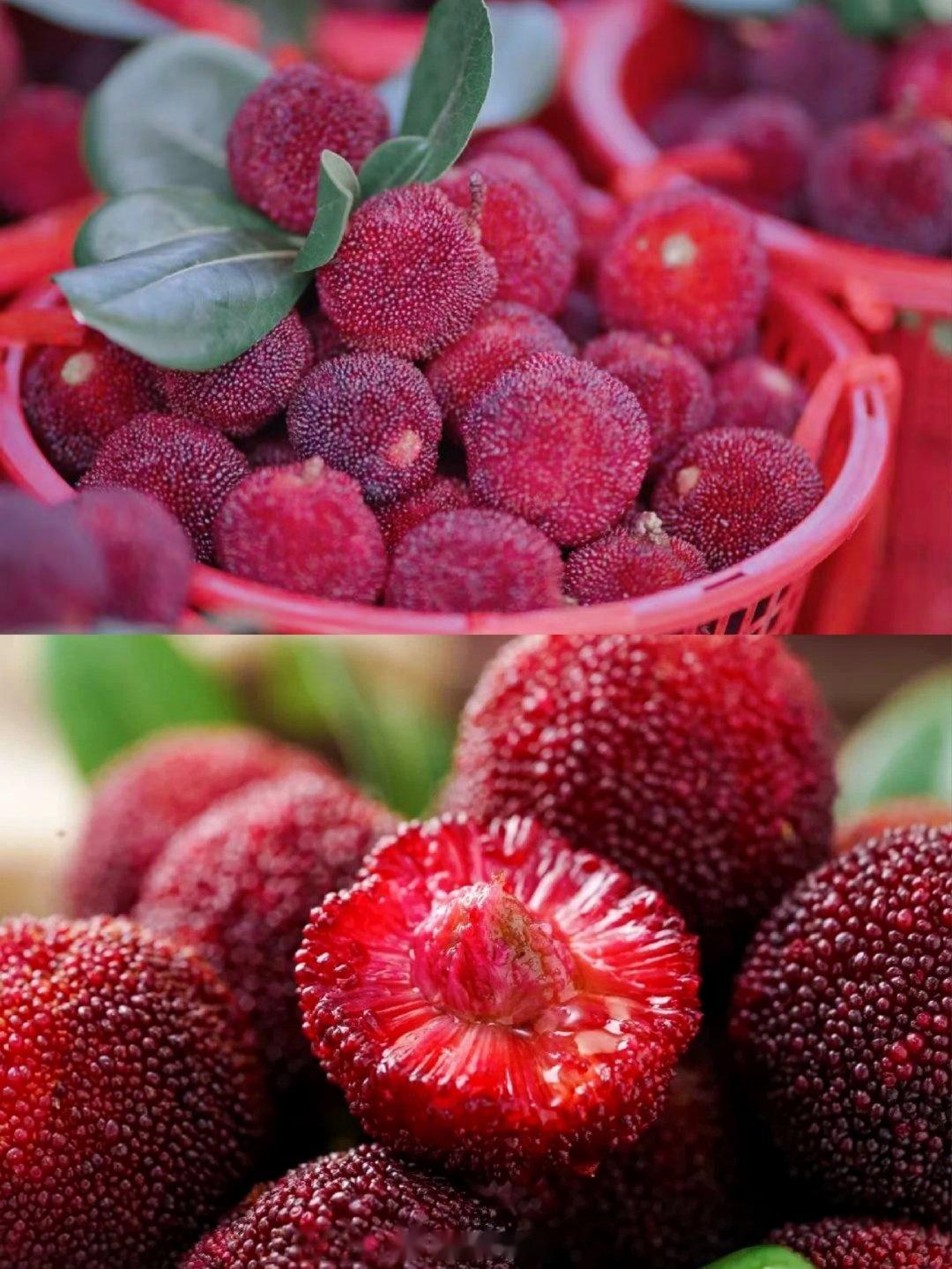 苏州杨梅采摘去哪里来这里就对了