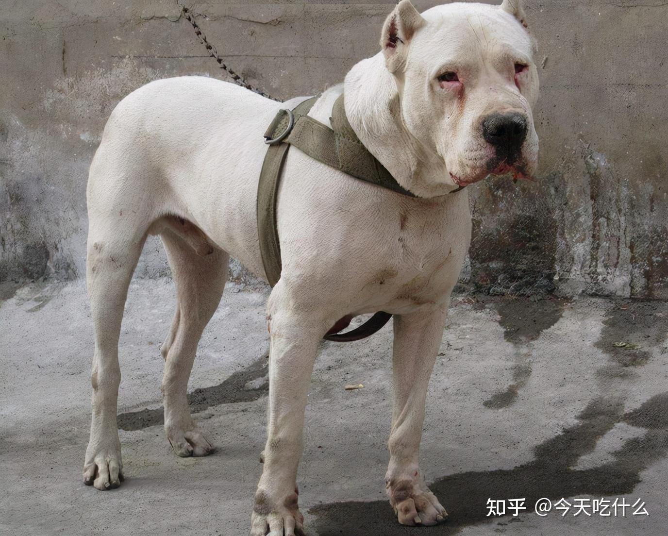 高品质成年公母杜高犬优惠出 - 杜高犬交易 - 猛犬俱乐部-中国具有影响力的猛犬网站 - Powered by Discuz!