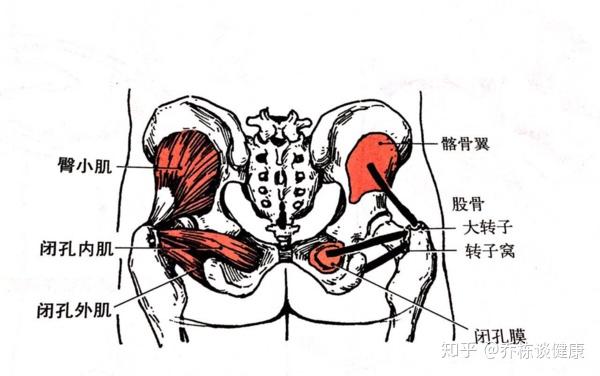 大转子走路疼图片