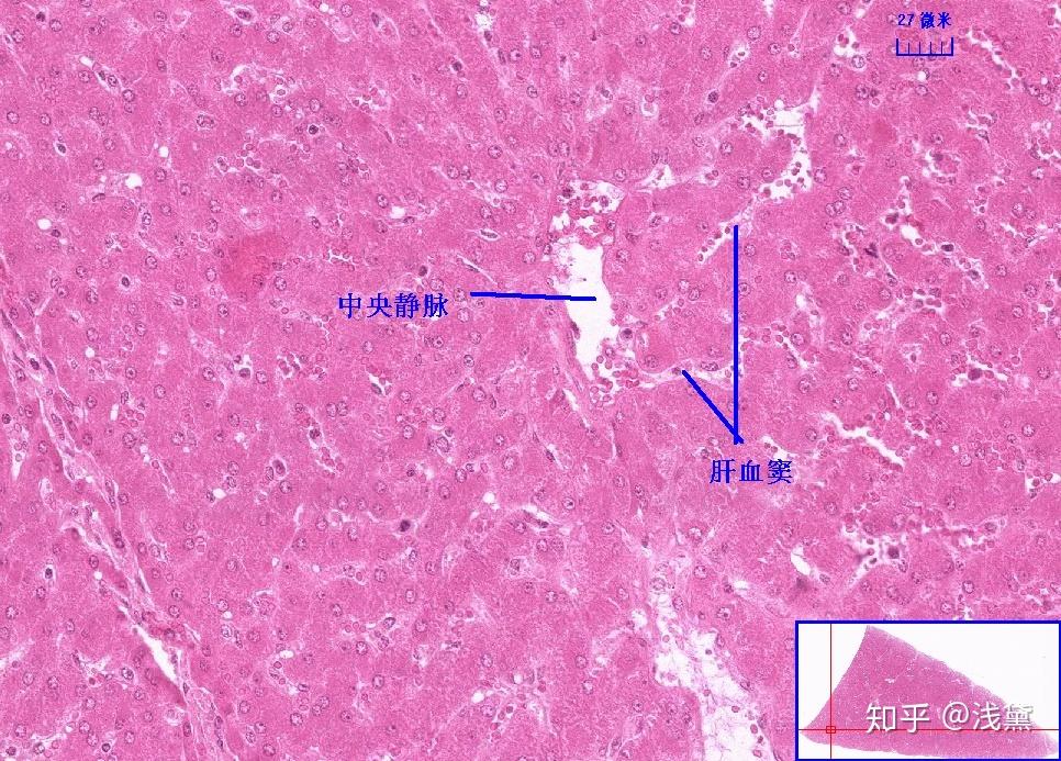 医学生组胚实验考试复习切片(库存更新完毕,后续根据需求更新) - 知乎
