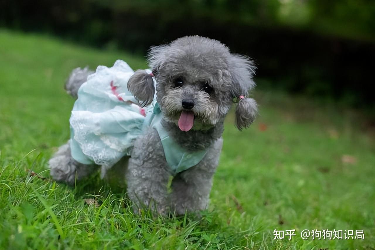 “纯种”泰迪犬才有的6个特征，很多人养的是串串 - 知乎