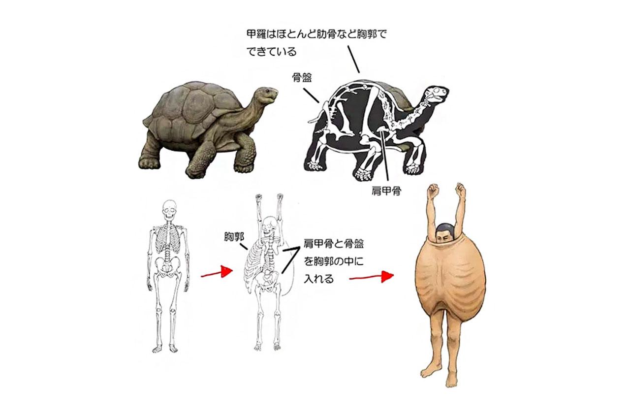 脊椎動物的骨骼也在進化過程中不斷改良和演化,以適合不同的生命形態.