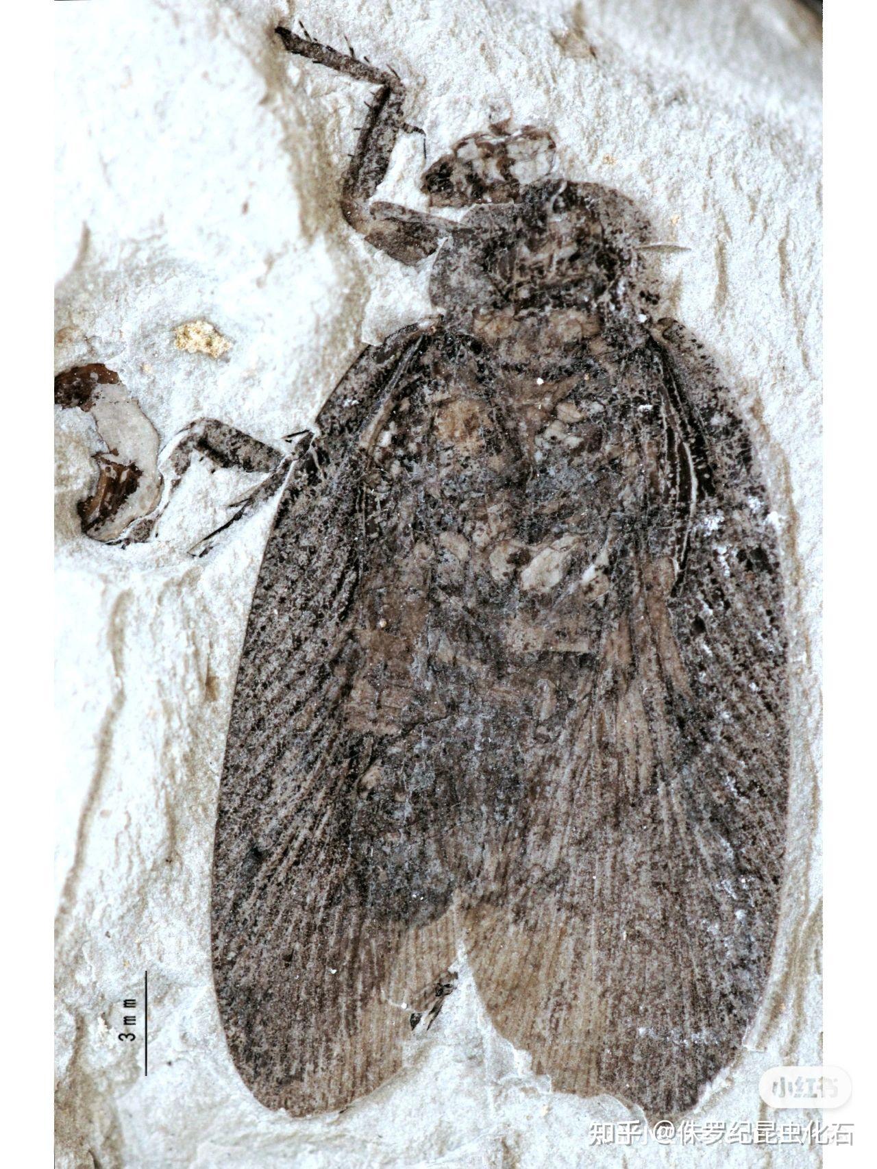 科普知识昆虫化石一之蟑螂目