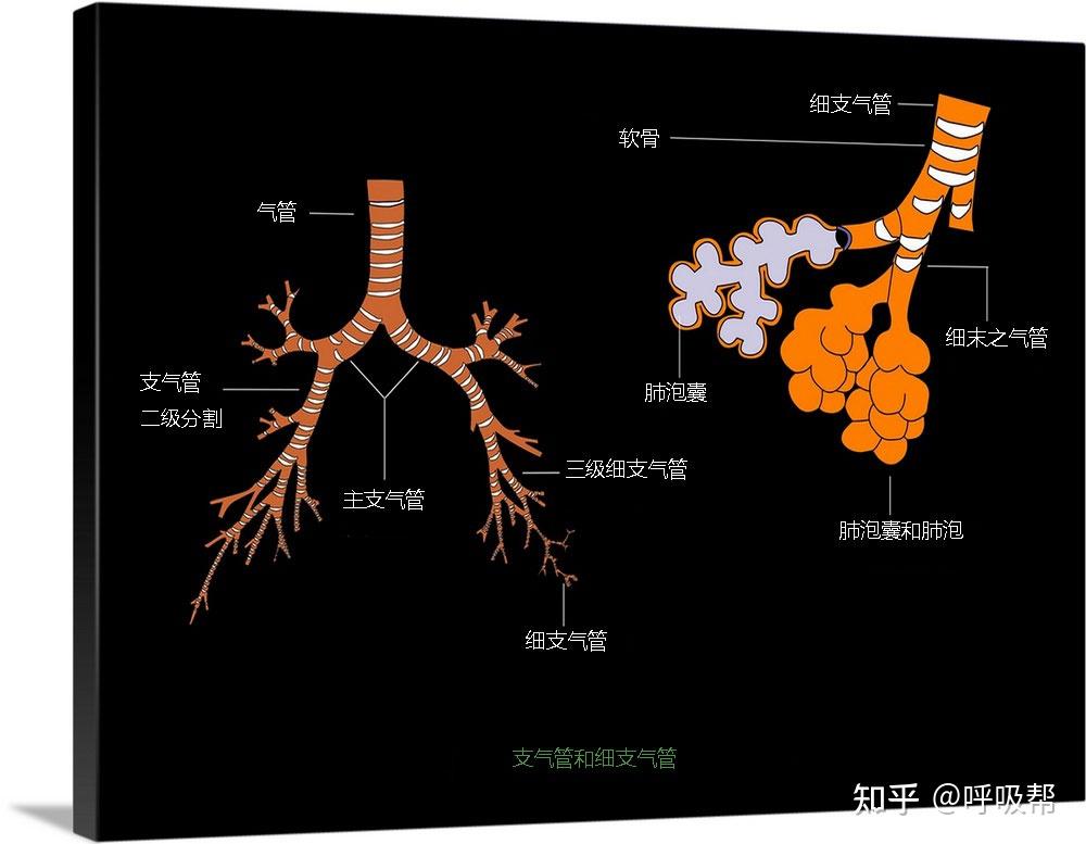 支氣管和細支氣管通常,當一個人呼吸時,空氣會進入肺部的管道,稱為支