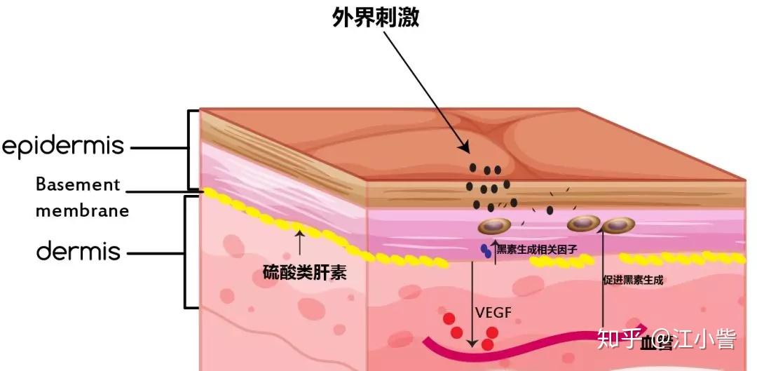 毛细血管基膜示意图图片