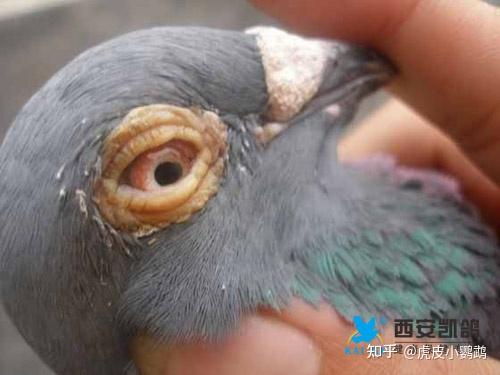 大肠杆菌:普遍存在在鹦鹉和人的肠道中,发病率为5%,存在大量"无症状