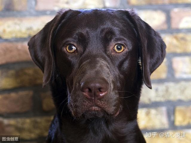 我有一只黑狗,名叫抑郁症