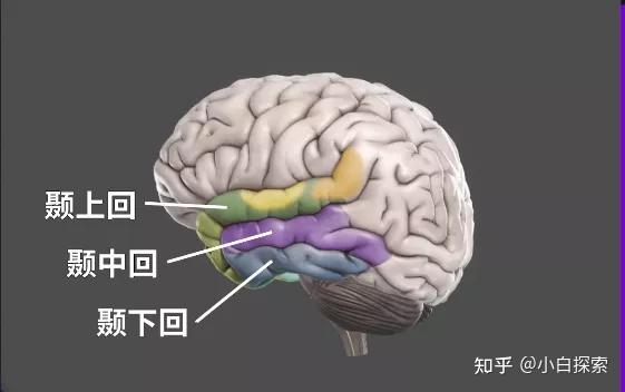 颞中回负责人脸识别和记忆其中颞下回有一整个区来处理视觉人脸识别