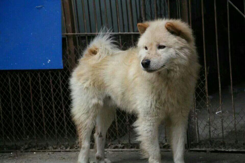 中国本土犬种都有哪些? - 知乎