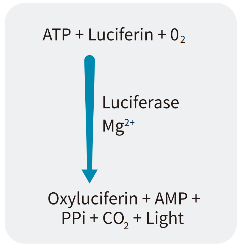如何利用Molecular Devices多功能微孔板读板机和MycoAlert支原体检测试剂盒进行相应污染物评价 知乎