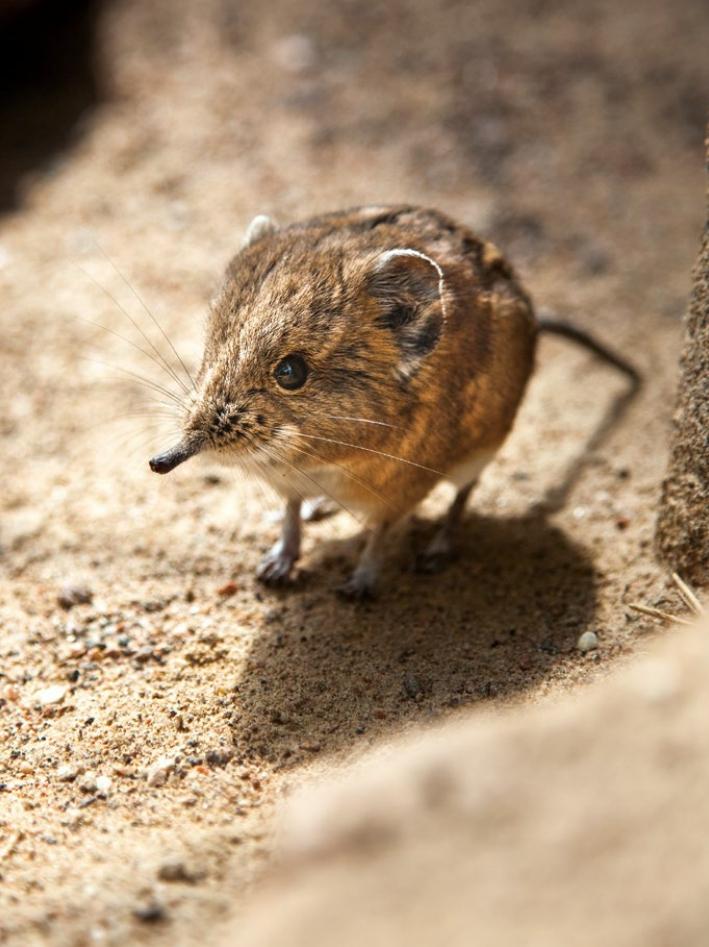 修路大师象鼩的奔跑「人生」