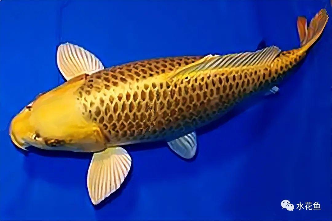 6金松叶锦鲤5绯黄金4桔黄金3白金锦鲤2白金黄金锦鲤1山吹黄金锦鲤全身