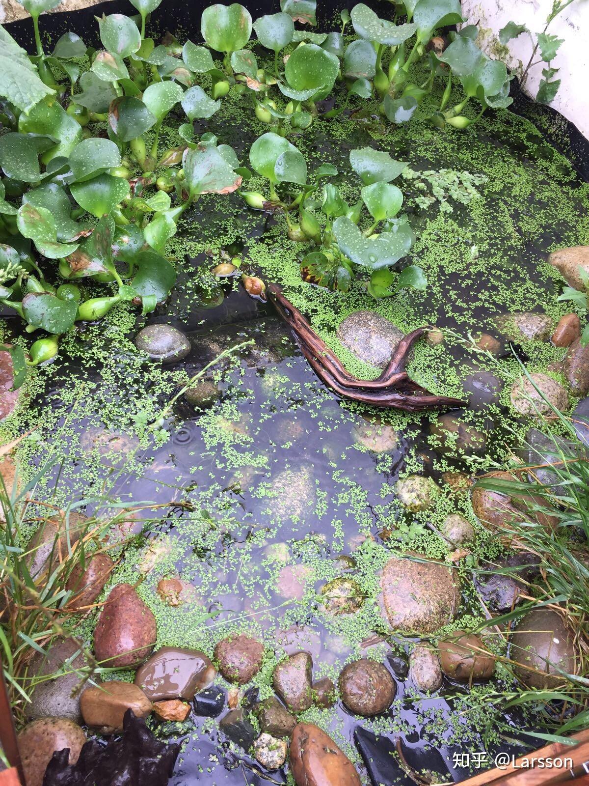 乌龟怎么下蛋才能活 v2-a2a221cc50badc6318493476cd47484b_r.jpg