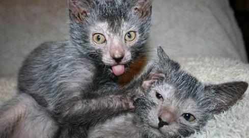 你知道狼猫吗 今天带你见识见识 普通人难以 吸 动的狼猫 知乎