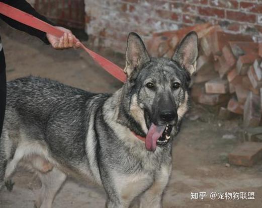 为什么一般人不养“狼青犬”?原来有这些原因! - 知乎