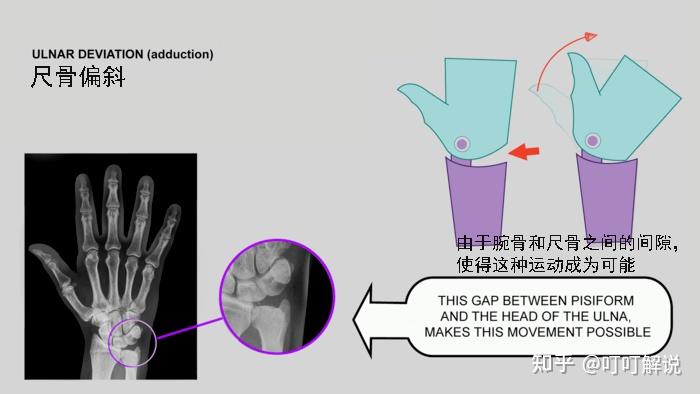 艺术家的手部解剖学:基本形状 - 知乎