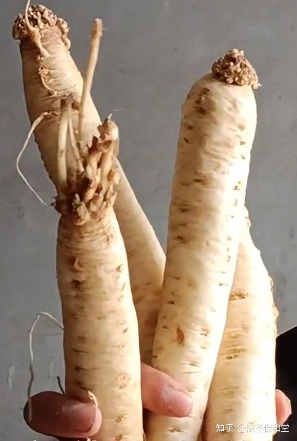 党参鲜货两个一斤你见过吗我是没见过