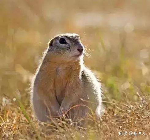 人们贪恋果子狸的皮毛和肉,于是,非典起于果子狸的主要销售地——广东