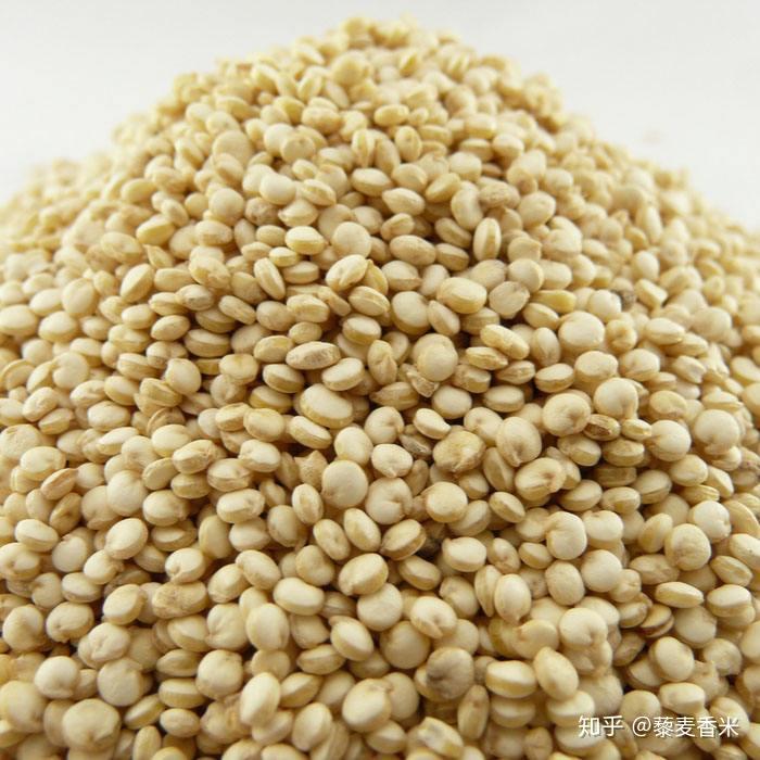 用放大镜看藜麦的籽实想不到长这样