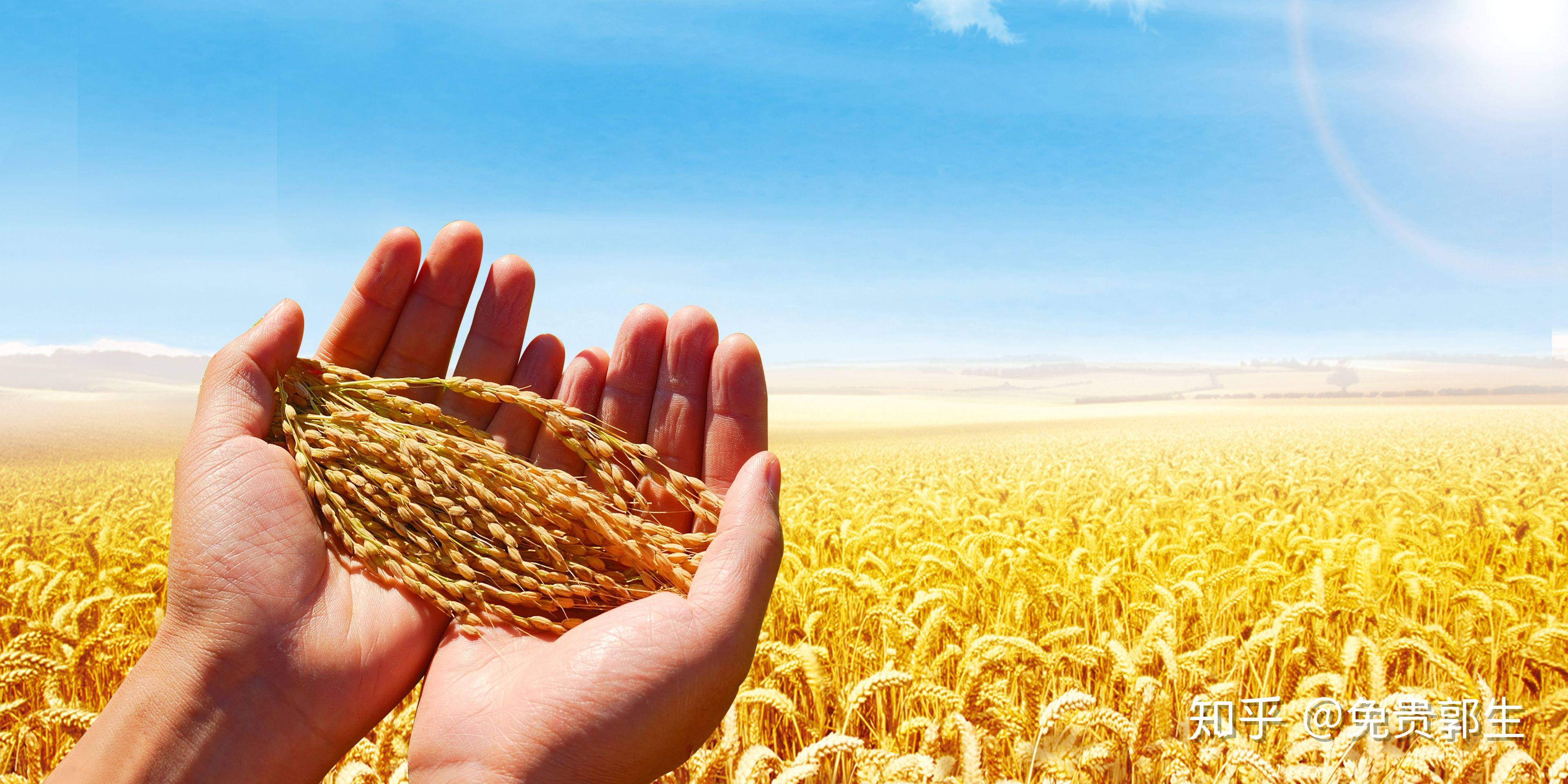 粮油米面如何入驻天猫