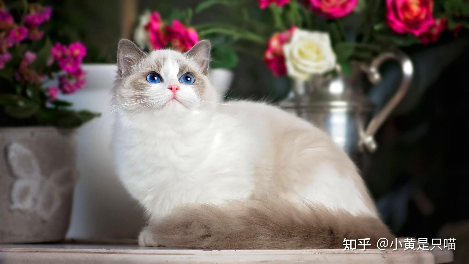 在国外买猫便宜吗
