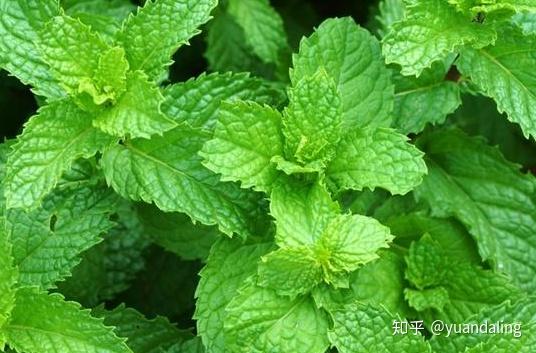 薄荷花语象征与寓意 各种花的花语 薄荷绿代表什么爱情