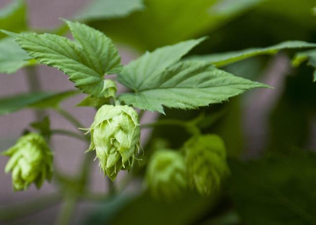 忽布花 又称 啤酒花 花如松果 难得一见的绿花儿 小清新 知乎 忽布花 又称 啤酒花 花如松果 难得一见的绿花儿 小清新 知乎