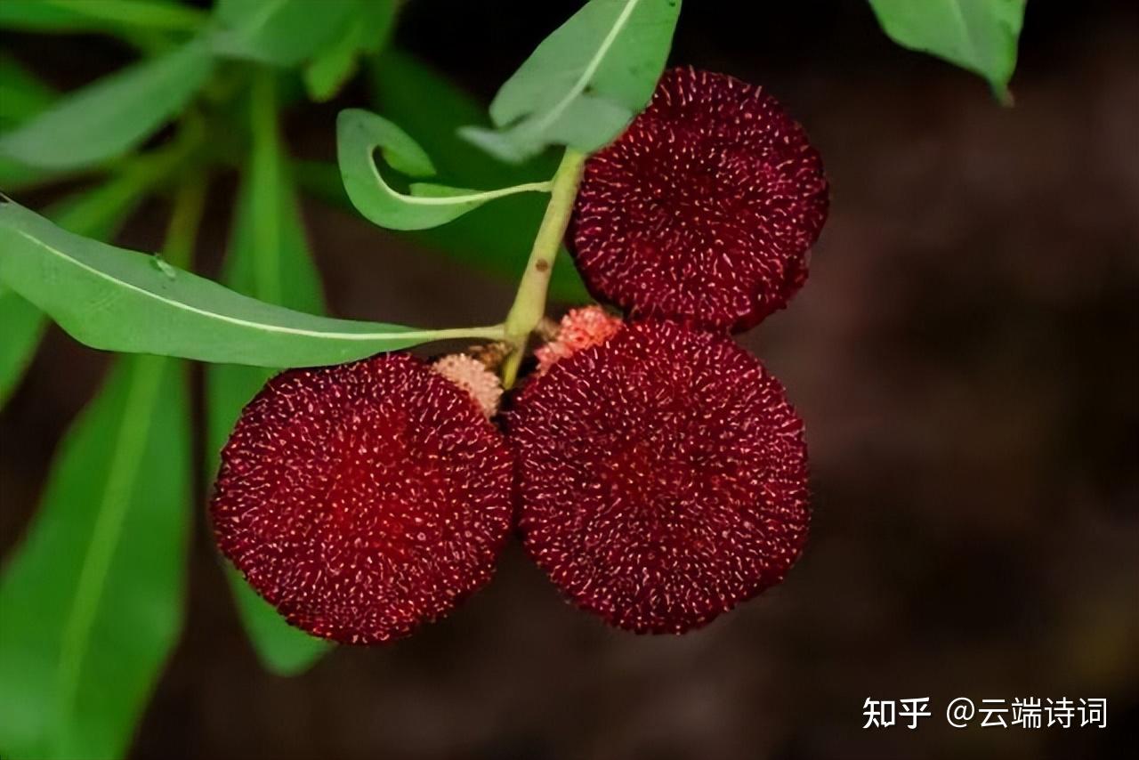 十五首有关“杨梅”的诗词,五月杨梅已满林,初疑一颗价千金。 - 知乎