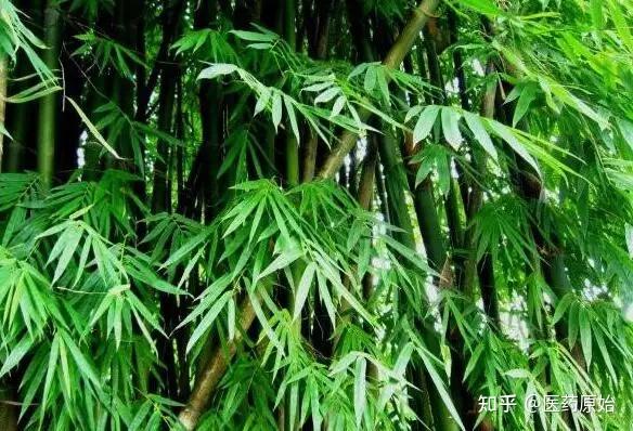 带你识别天竺黄 - 知乎