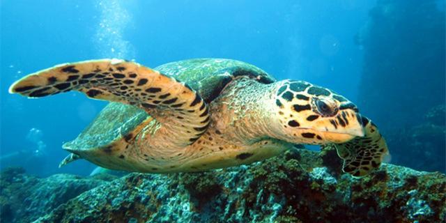 春节想出国游,时间5.6天,三个大人,一个8个月大