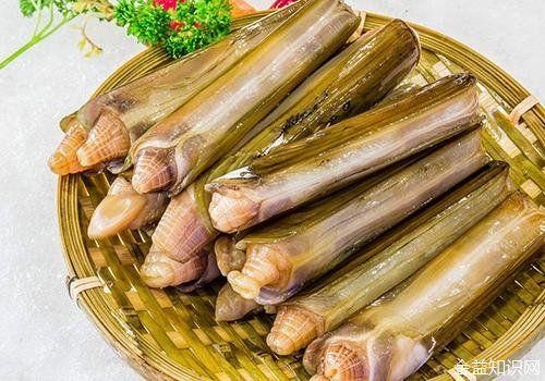 蛏子的功效与作用 - 知乎