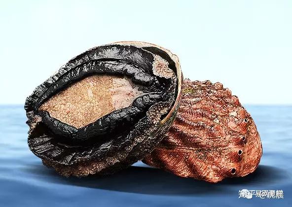 世界主流鲍鱼盘点