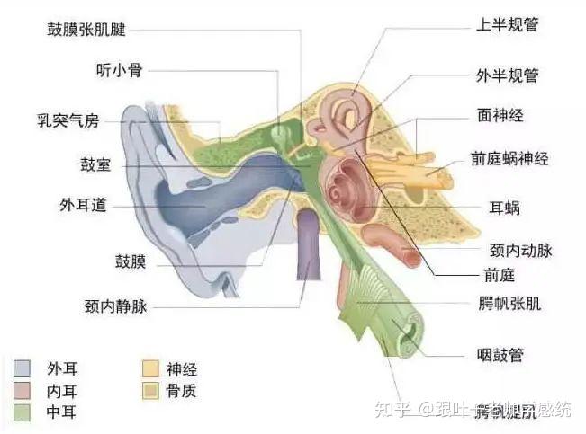 前庭神经元位置图图片