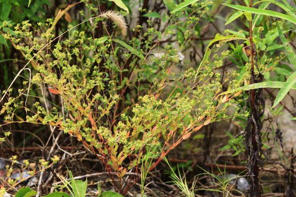 三出脉.花序常簇生枝顶和叶腋.