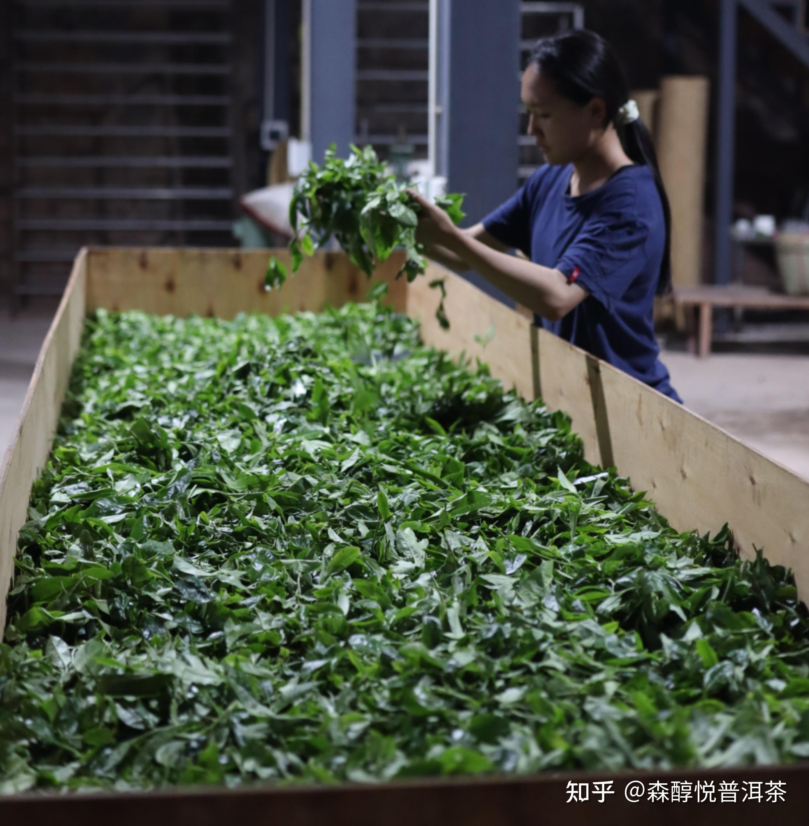 一文告訴你普洱茶的製作工藝與茶葉品質的關係