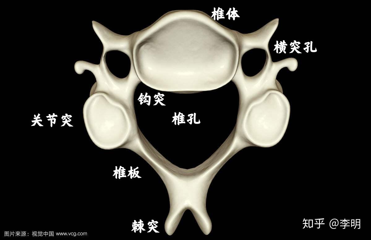 颈椎由七段脊椎构成,每一节脊椎中间有椎间盘