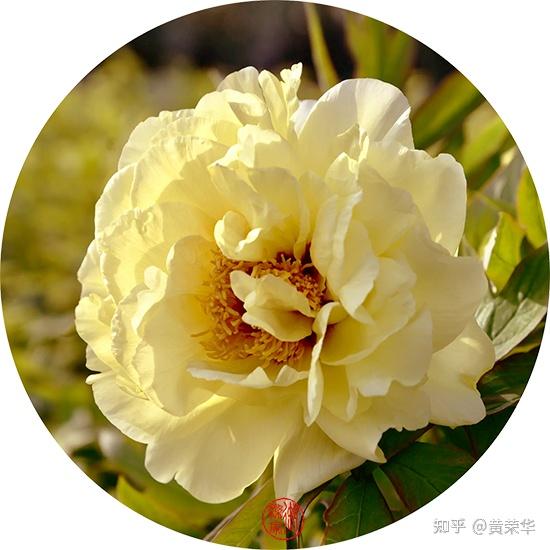 中国传统色：甘草黄 - 知乎