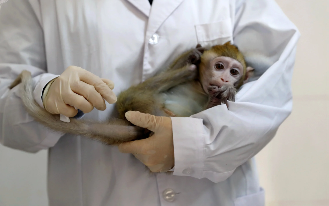 猴子解剖实验图片