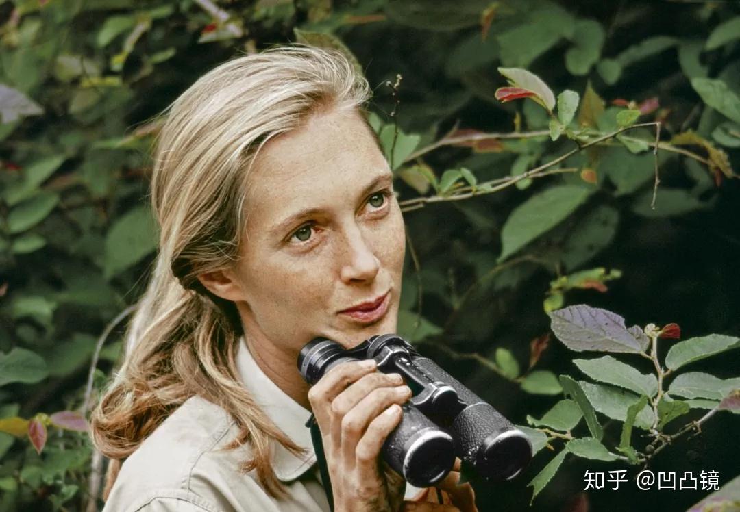 美女与野兽:丛林工作50年,成为珍·古道尔 - 知乎
