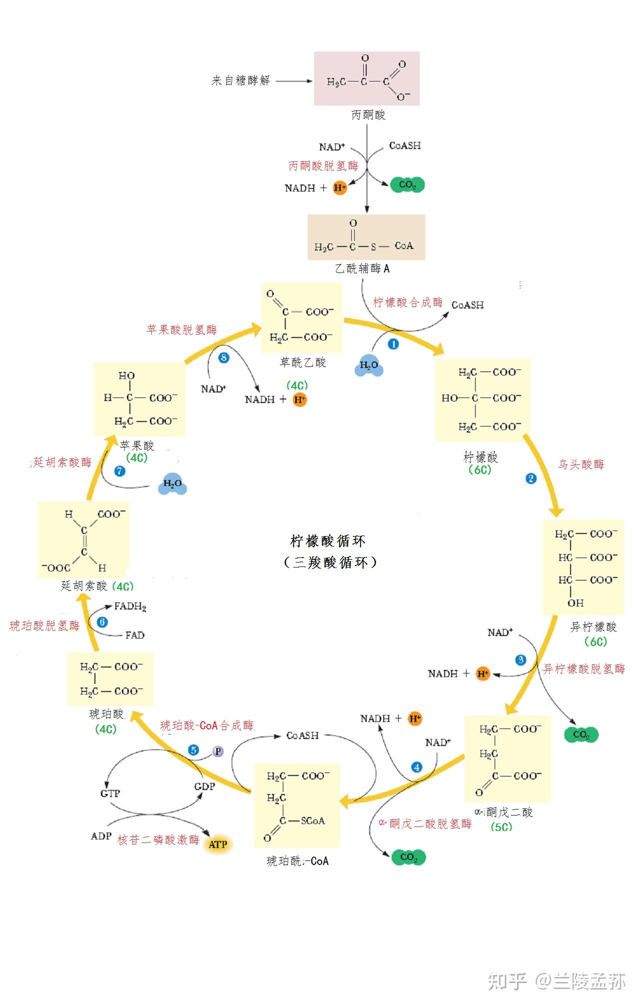 新陈代谢周期图片